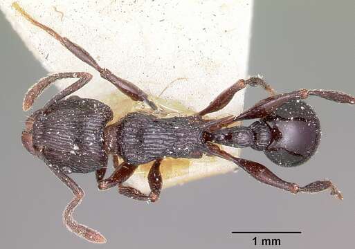 Image of Tetramorium latreillei Forel 1895