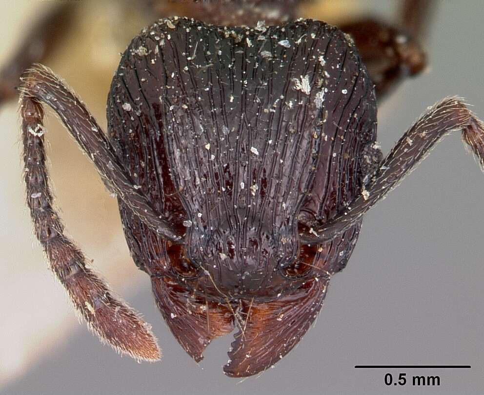 Image of Tetramorium latreillei Forel 1895