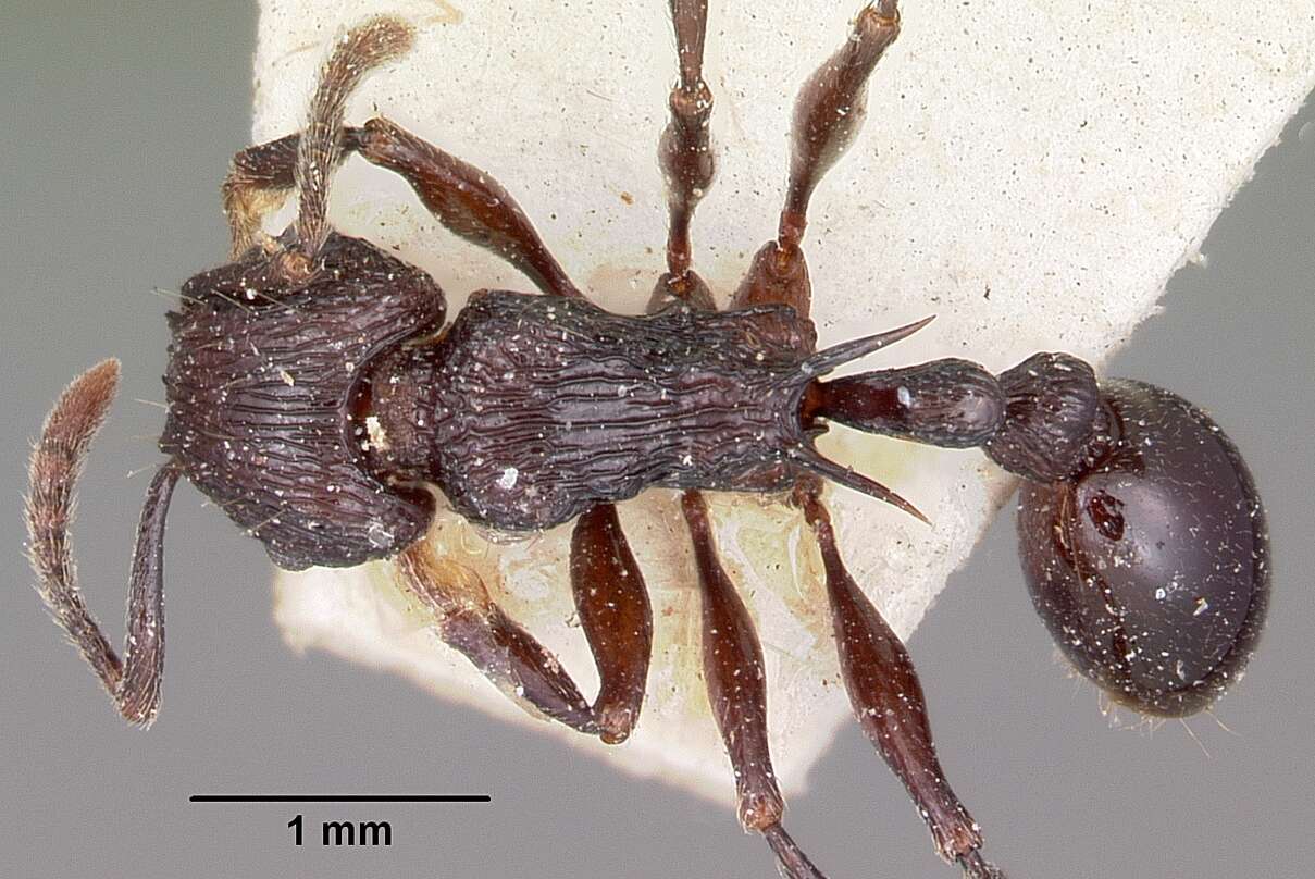 Image of Tetramorium latreillei Forel 1895