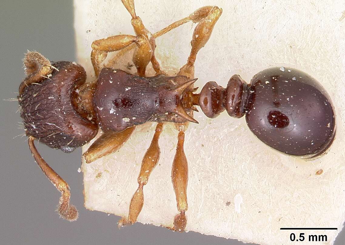 Image of Tetramorium humbloti Forel 1891