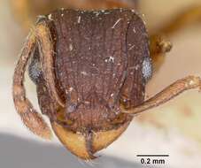 Image of Tetramorium humbloti Forel 1891