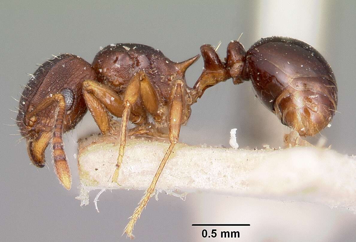 Image of Tetramorium humbloti Forel 1891