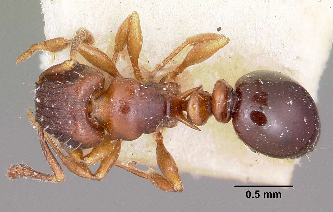 Image of Tetramorium humbloti Forel 1891