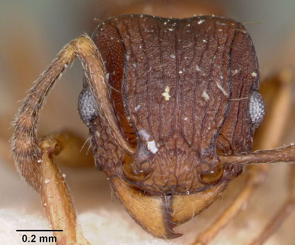 Image of Tetramorium humbloti Forel 1891