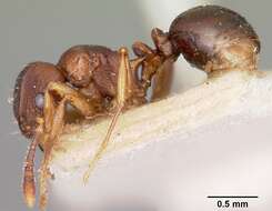 Image of Tetramorium humbloti Forel 1891