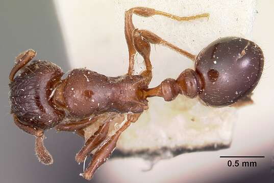 Image of Tetramorium bessonii Forel 1891