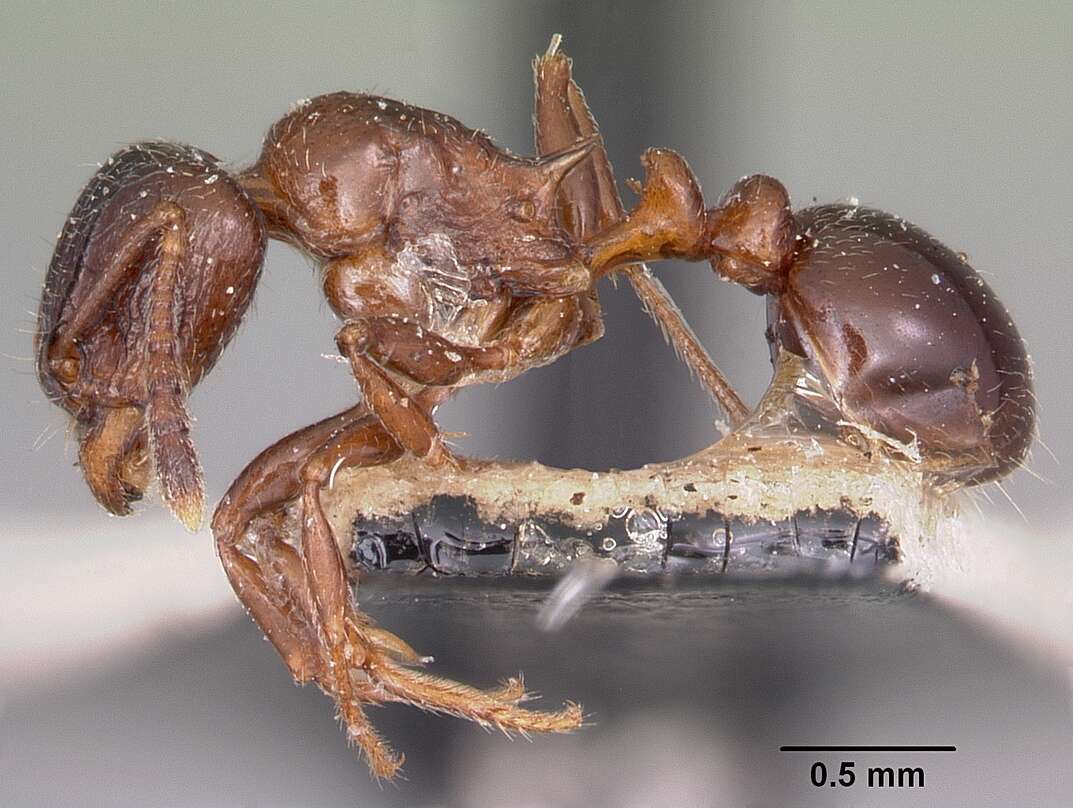 Image of Tetramorium bessonii Forel 1891