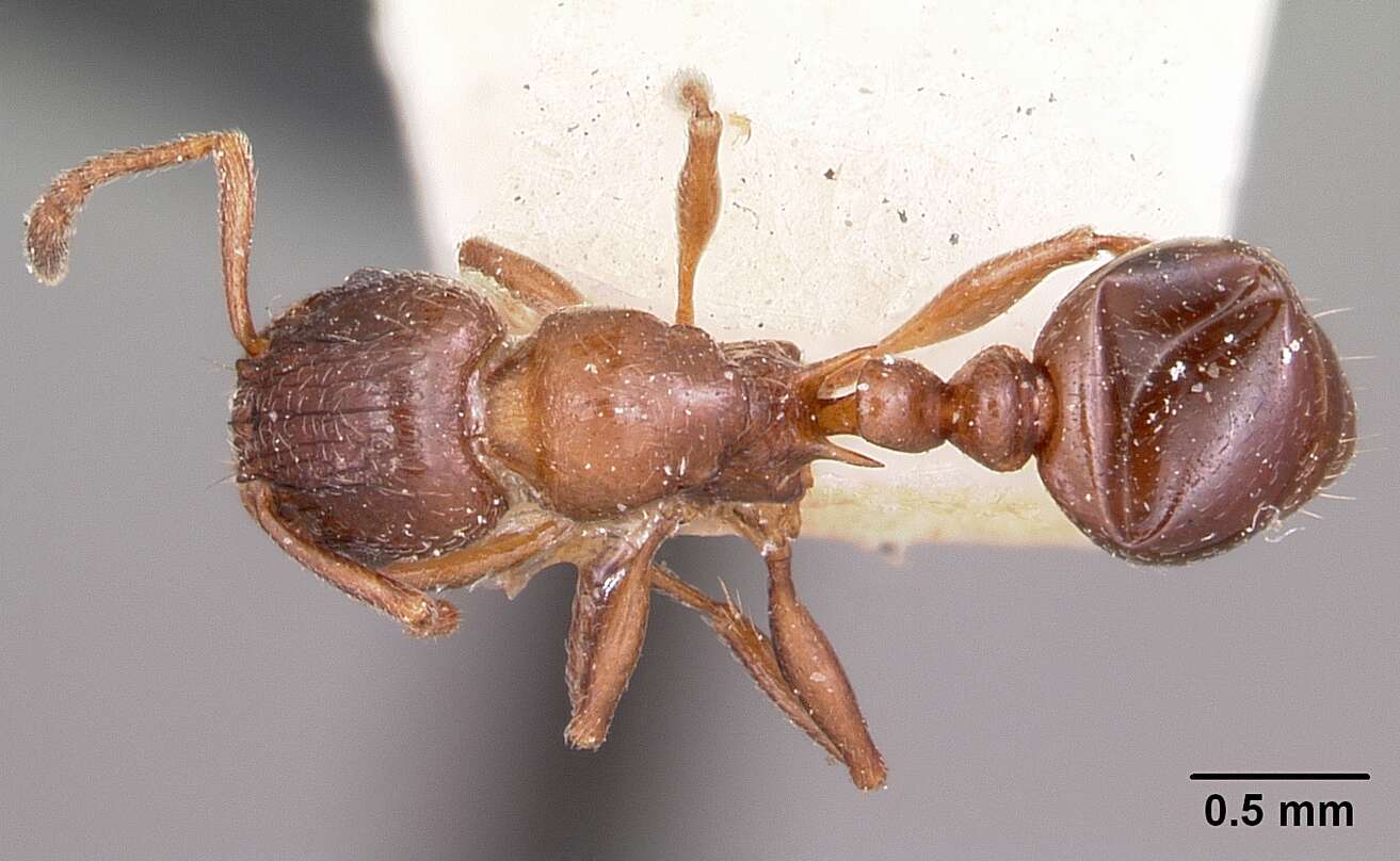 Image of Tetramorium bessonii Forel 1891