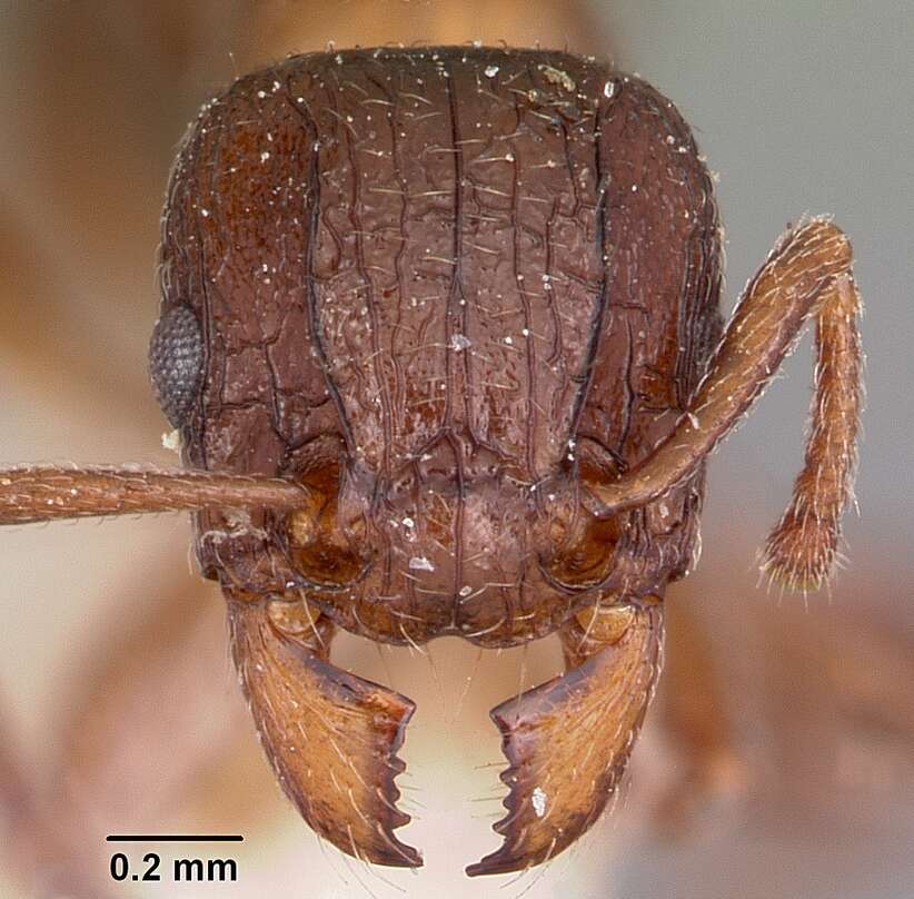 Image of Tetramorium bessonii Forel 1891