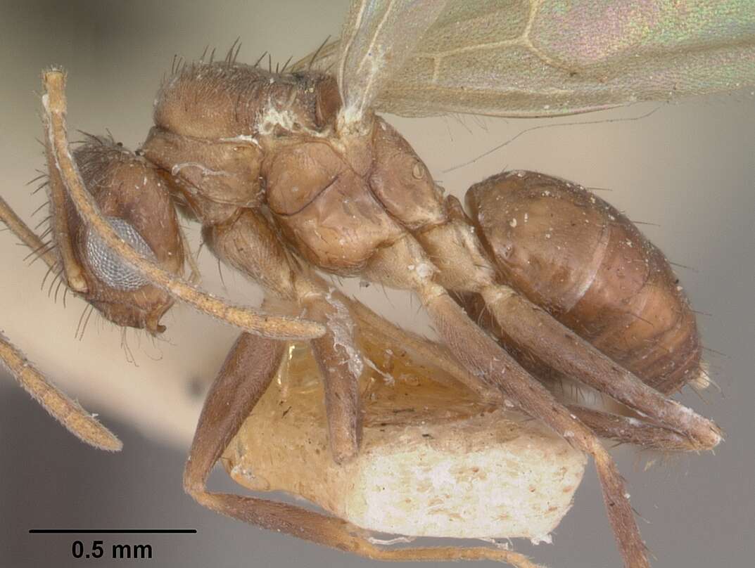 Image of Nylanderia bourbonica