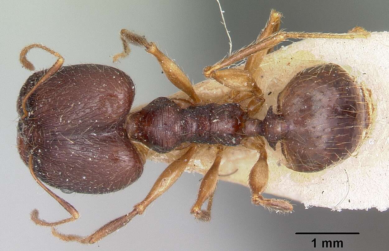 Image of Pheidole bessonii Forel 1891