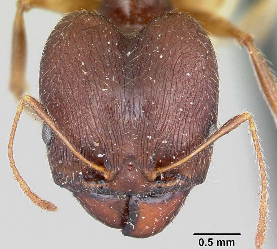 Image of Pheidole bessonii Forel 1891