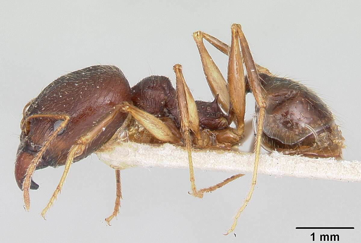 Image of Pheidole bessonii Forel 1891