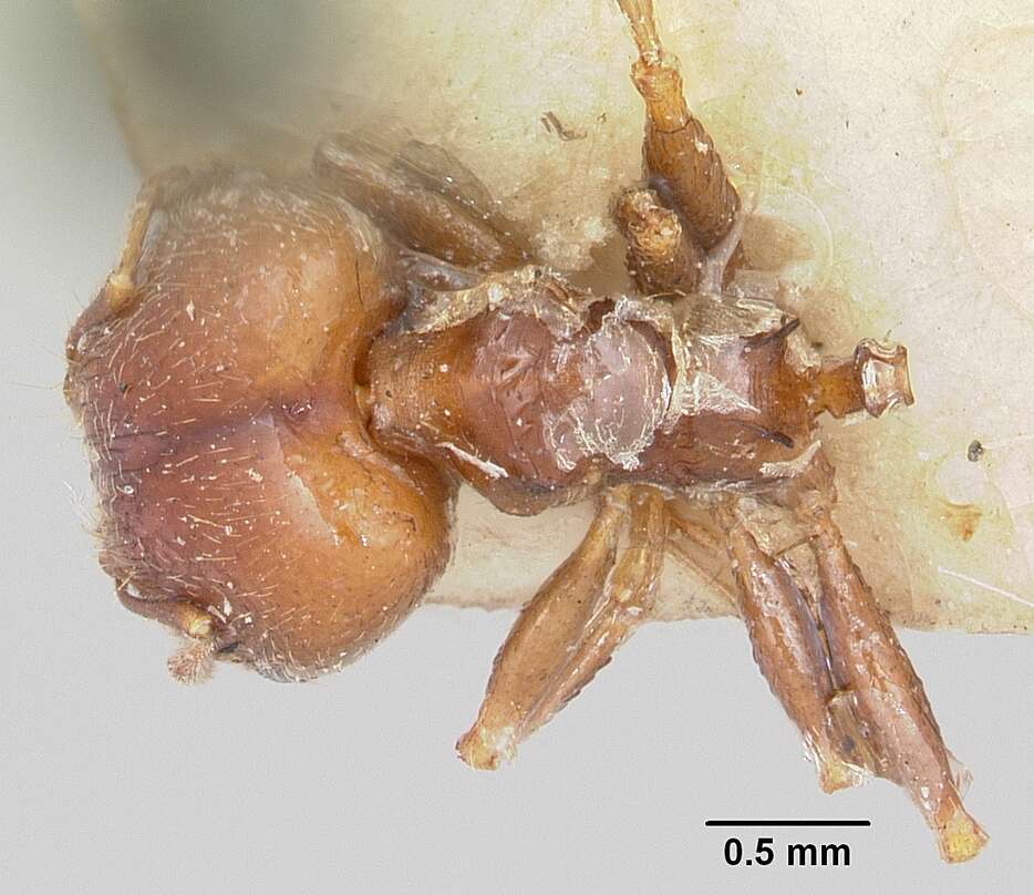 Image of Bigheaded ant