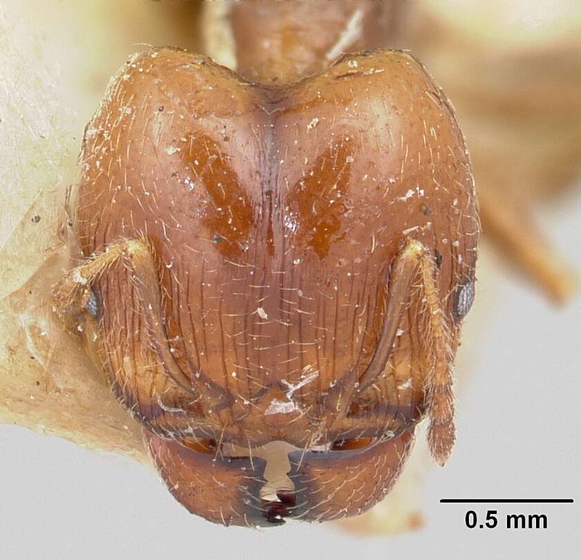 Image of Bigheaded ant