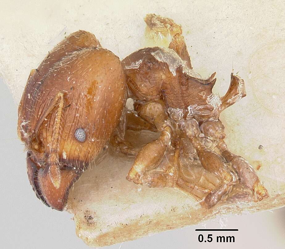 Image of Bigheaded ant