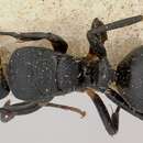 Imagem de Camponotus echinoploides Forel 1891