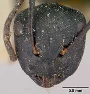 Image of Camponotus echinoploides Forel 1891