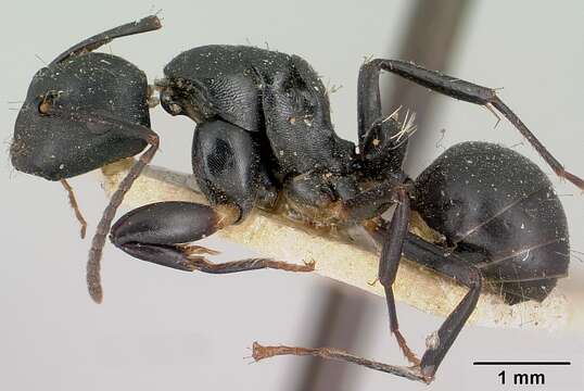 Image of Camponotus echinoploides Forel 1891