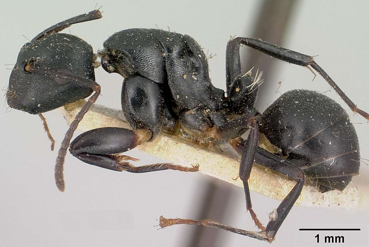 Image of Camponotus echinoploides Forel 1891