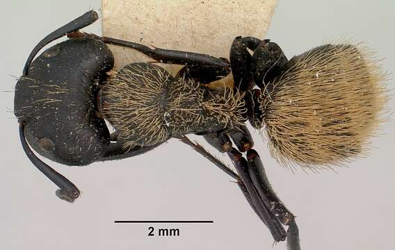 Image of Camponotus darwinii Forel 1886