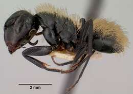 Image of Camponotus darwinii Forel 1886