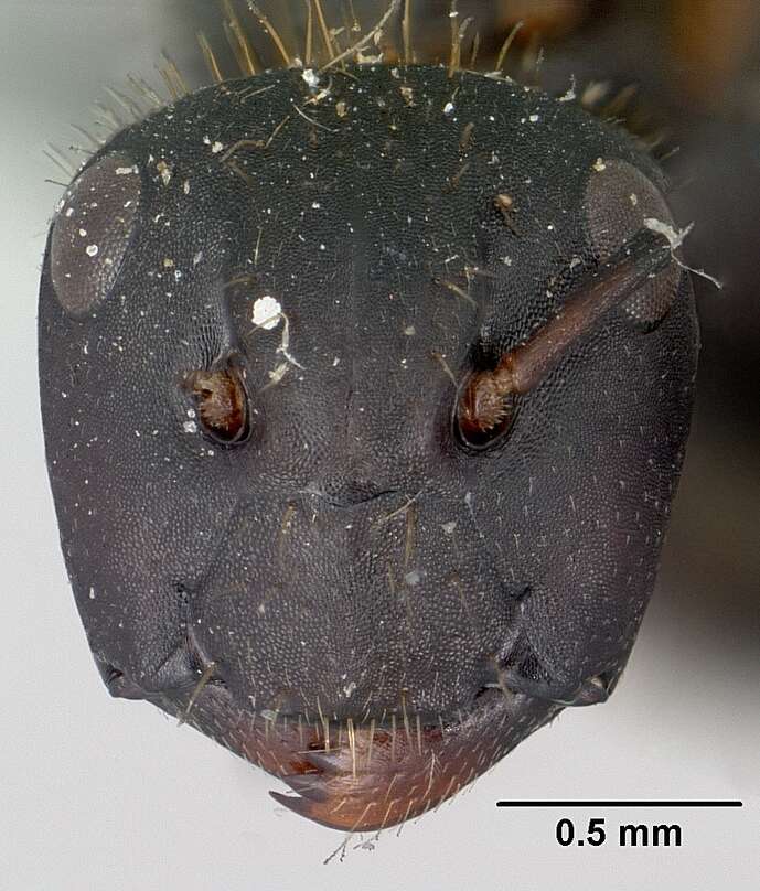 Image of Camponotus darwinii Forel 1886