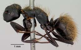 Image of Camponotus darwinii Forel 1886