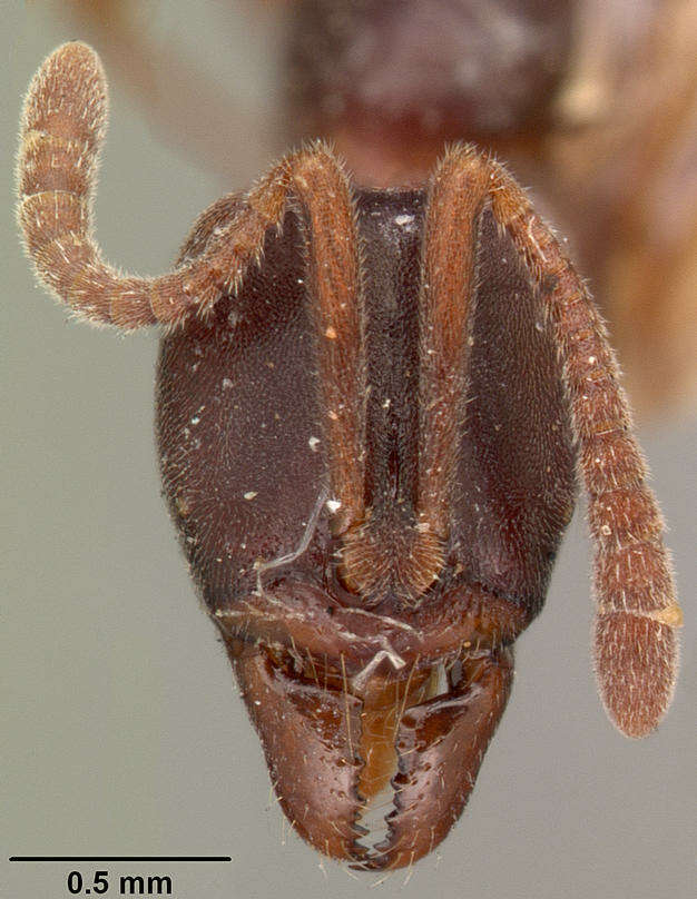 Image of Hypoponera sakalava (Forel 1891)