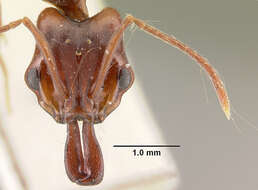 Image of Anochetus