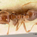 Image of Crematogaster madagascariensis Andre 1887