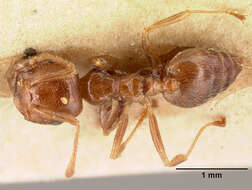 Image of Crematogaster madagascariensis Andre 1887