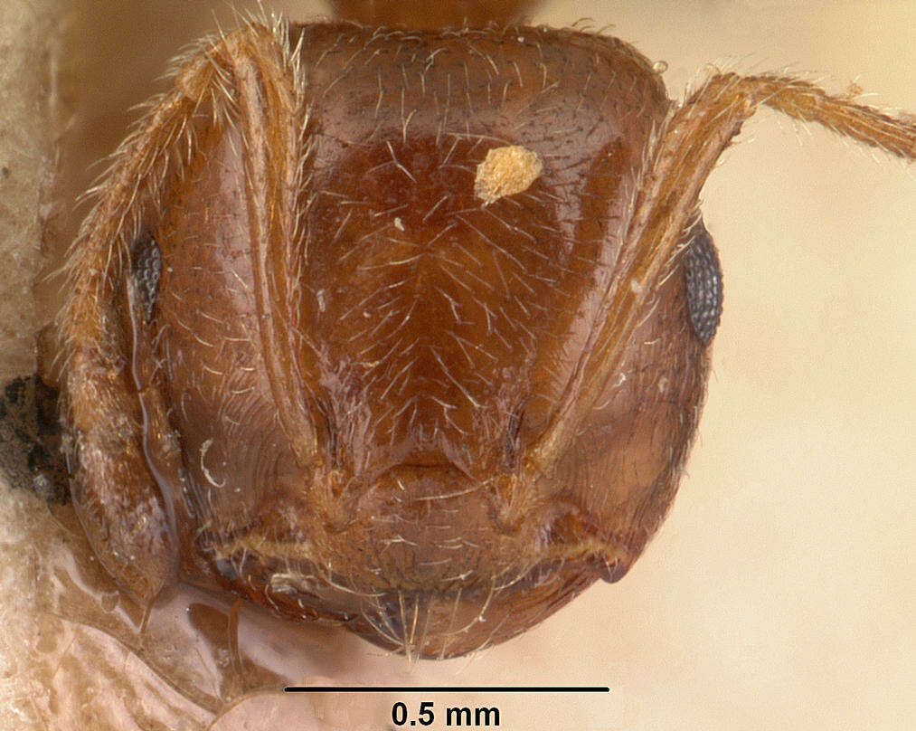 Image of Crematogaster madagascariensis Andre 1887