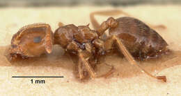 Image of Crematogaster madagascariensis Andre 1887