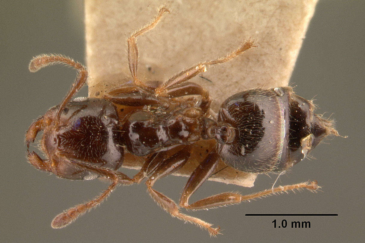 Image of Crematogaster madagascariensis Andre 1887