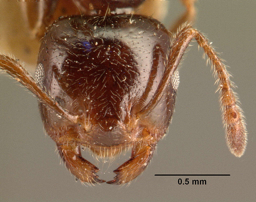 Image of Crematogaster madagascariensis Andre 1887