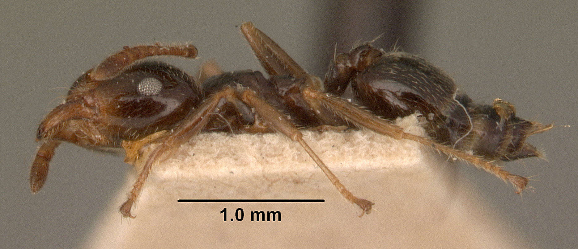 Image of Crematogaster madagascariensis Andre 1887