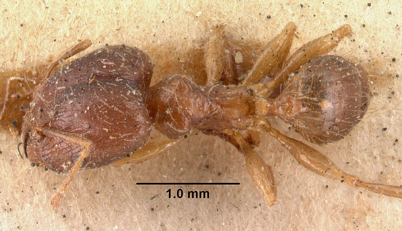 Image of Bigheaded ant