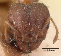 Image of Bigheaded ant