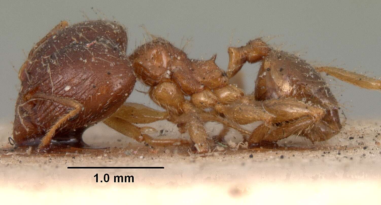 Image of Bigheaded ant