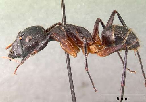 Image of Camponotus legionarius