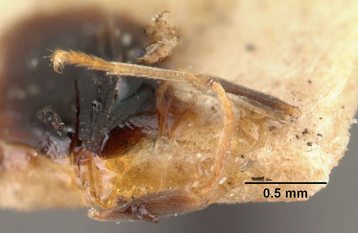 Image of Nylanderia bourbonica