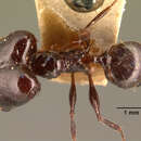 Image of Pheidole longispinosa Forel 1891
