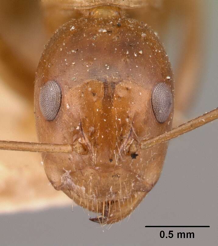 Image of Camponotus christi Forel 1886