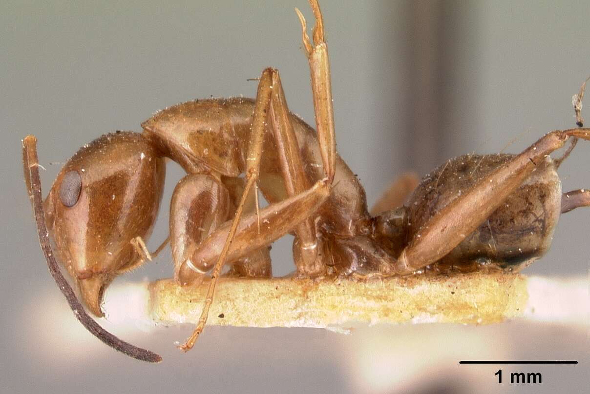 Image of Camponotus christi Forel 1886