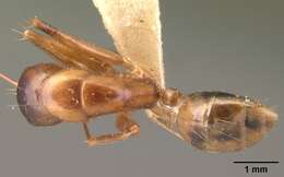 Image of Camponotus christi Forel 1886