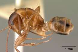 Image of Camponotus christi Forel 1886