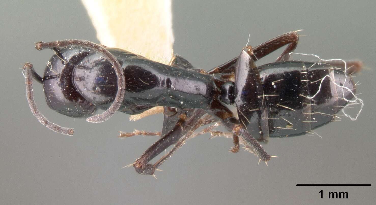 Image of Camponotus lubbocki Forel 1886