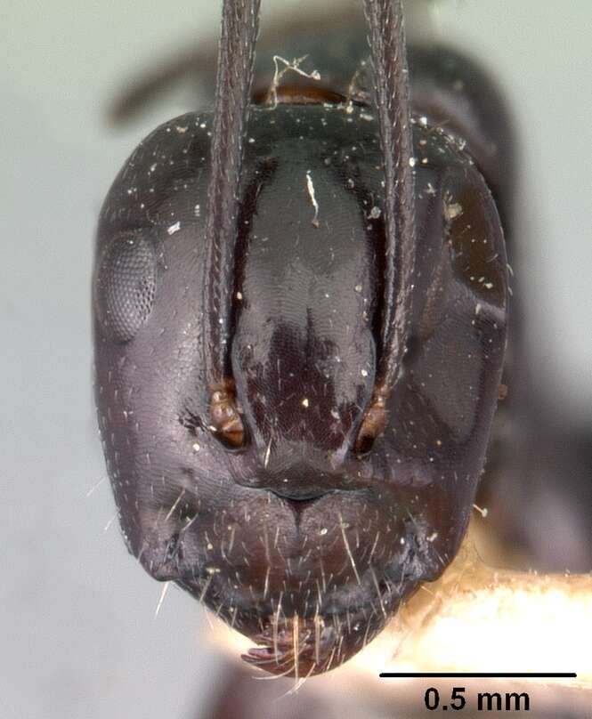 Image of Camponotus lubbocki Forel 1886