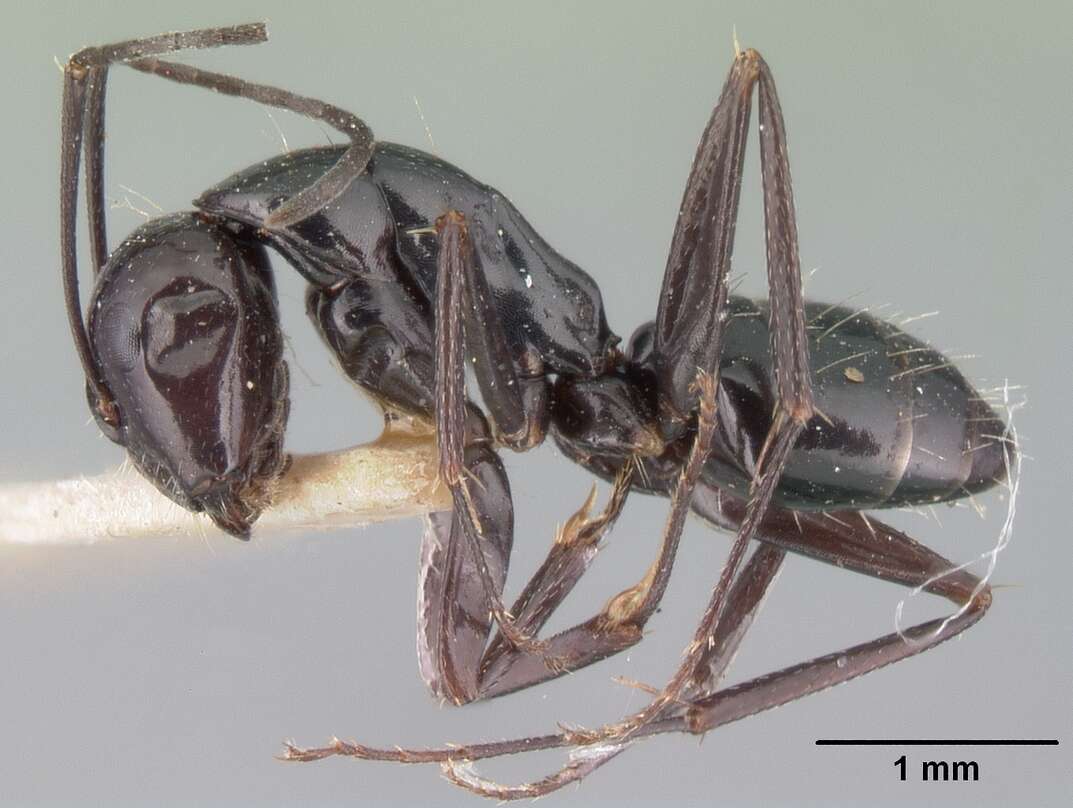 Image of Camponotus lubbocki Forel 1886